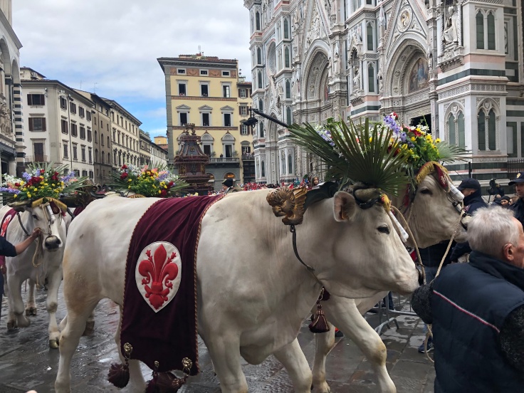 Oxen carrying the cart for Easter in Florence.